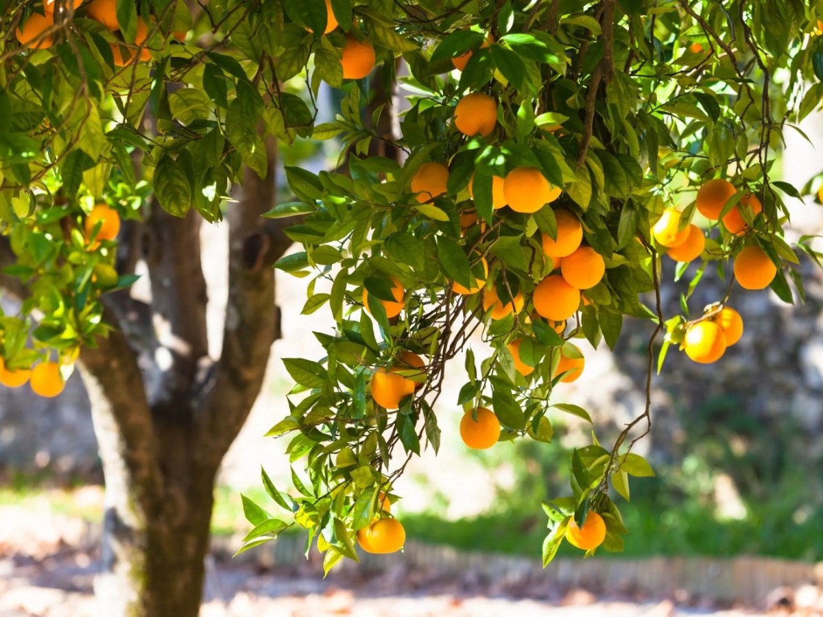 Growing Citrus in Hawaii